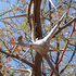 Swollen thorns in Botswana. icon