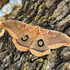Invertebrates of the Edwards Plateau Ecoregion icon