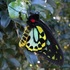 Richmond Birdwing Recovery Project icon