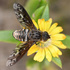 Bombyliidae (Bee Flies) - Southern Africa icon