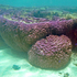 Ningaloo Stony Corals icon