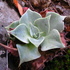 California Dudleya Mapping Project icon
