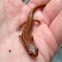Salamanders of Chester County, PA icon