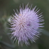 Northwest Cirsium icon