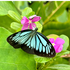 Butterflies and Moths sa Cebu icon