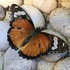Butterflies and Moths sa Cebu icon