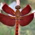 Dragonflies and Damselflies sa Cebu icon