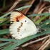 Mysore Lepidopterans icon