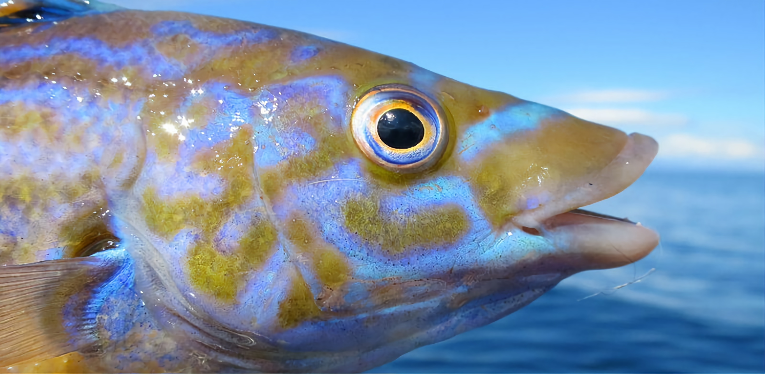 Fishes of the United Kingdom · iNaturalist