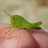 Avis Grasshoppers icon