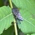 Spotted Lanternflies and Trees-of-Heaven in Cuyahoga County icon