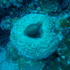 Spirula&#39;s Marine Organisms icon