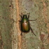 富山県の甲虫（Coleoptera of Toyama,JP） icon