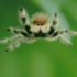 Aranhas de Floripa icon