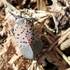 Spotted Lanternflies at Woodend icon
