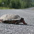 Maine Turtle Roadkill Survey icon