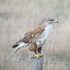 Ferruginous Hawks in Saskatchewan icon