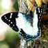 Papillons de Nouvelle-Calédonie icon
