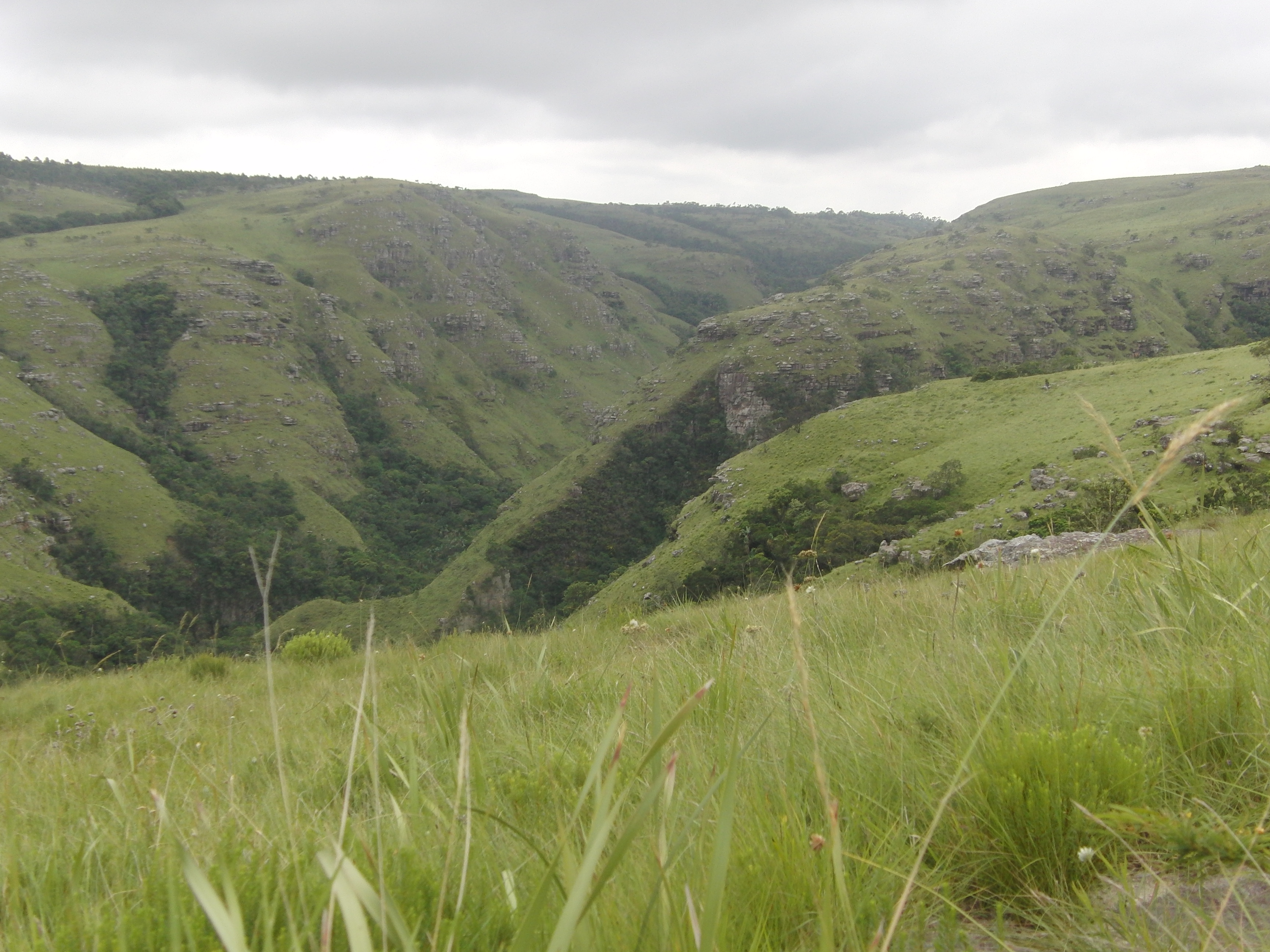 Great Southern Bioblitz 2023: Pondoland region · iNaturalist