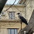 &quot;Birds of Bucharest University campuses, autumn 2023&quot; icon
