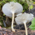 Fungi of Bermuda icon