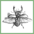 Coleópteros do Sudeste Goiano icon