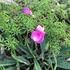 Nillumbik - new and emerging weeds icon