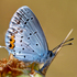 Butterflies in Türkiye and surrounding countries icon