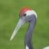 Biodiversity of East Asia icon
