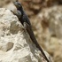Reptiles of Cyprus icon