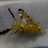 Sunflower Maggot Fly Field Collections icon