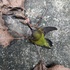 Dead and Injured Birds of Lehman College icon