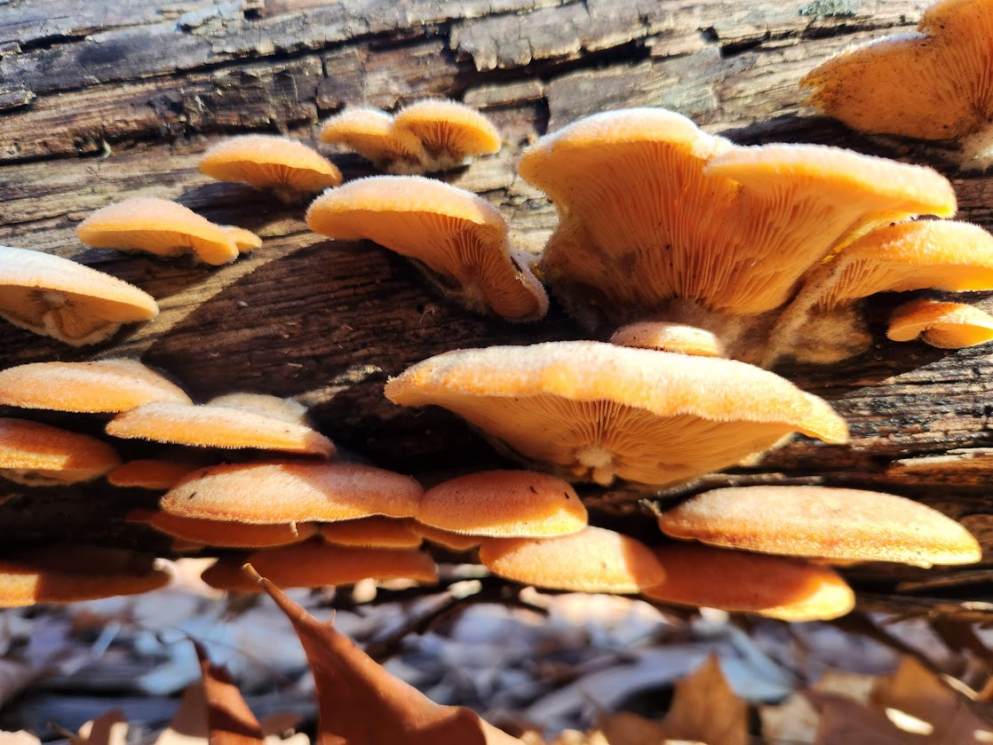 MORTON MUSHROOM MONITORS 2024 INaturalist Canada   183505 Cover 