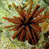 Échinodermes de Nouvelle-Calédonie icon