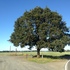 Oregon oaks of the Willamette Valley icon