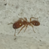 Hormigas del Estado Táchira, Venezuela icon