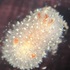 Nudibranchs of Vancouver Island icon