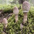 Cogumelos e Fungos da serra do  Marão icon
