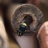 South Australian Native Bees using Bee Hotels icon