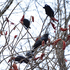 Crow Watch Kingston, Ontario! icon