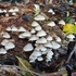 Fungi of God&#39;s Own Country - Yorkshire icon