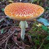 Fungi of Grays Harbor County, Washington icon