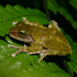 Taiwan Frogs icon