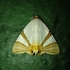 Eulepidotis de Antioquia icon
