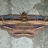 Erebidae en Antioquia icon