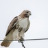 Winter site fidelity of Red-tailed Hawks in south Texas icon