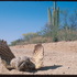 Roadkill of the Sonoran Desert icon