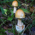 Fungi of Ceredigion icon
