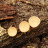 Fungos da Amazônia/ Amazon Fungi icon