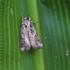 Armyworms of Africa icon